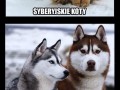 Syberyjskie jest fajne