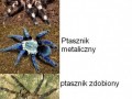 Tarantula