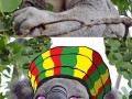 Pan koala