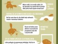 Kot morderca