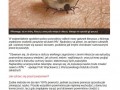 Nienawidzę owadów