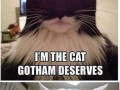 Batman cats