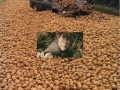 Ziemniaki 
