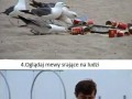 Niezły żart z mewami