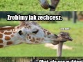 Miłość strusia i żyrafy 