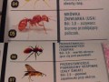 Najboleśniejsze ukąszenia na świecie