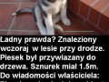 Taki oto piesek