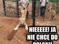 Tylko nie polska