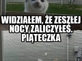 Ziomek kotek