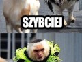 Lucynka kontratakuje