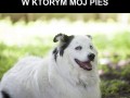 Moment gdy mój pies