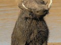 Pumba wita
