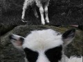 Lambcore