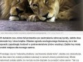 To na pewno jest zoo