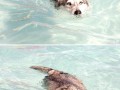 Huskygator