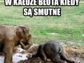 Małe słonie