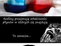 Sałata