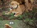 Lion win