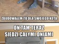 Dla mojego kota