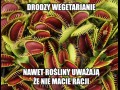 Roślinki
