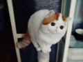 Smutłę