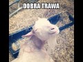 Dooobra