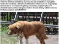 Właściciel psa zmarł