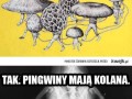 Tak pingwiny mają kolana