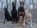 Tęcza dobermanów