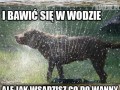Logika psa