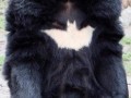 Batbear