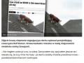 Krowa