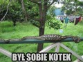 Był sobie kotek
