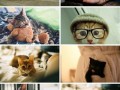 Pets