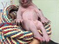Maleńki wombat
