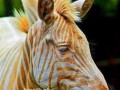 Złota zebra