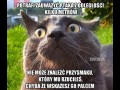 Kocia logika