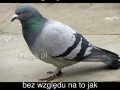 Kłótnia z idiotą