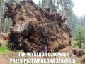 Sekwoja