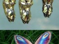 Przepiękny motyl