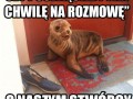 Foka jehowiec