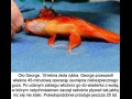 Rybka george
