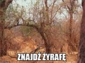 Mistrz kamuflarzu