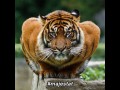 Wybitnie majestatyczny tygrys