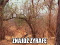 Znajdź żyrafę