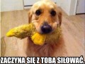 Typowy pieseł