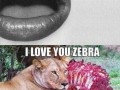 Luv zebra