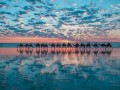 Niesamowita fotografia wielbłądów