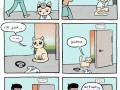 Doctor cat