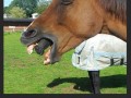 Koń alien